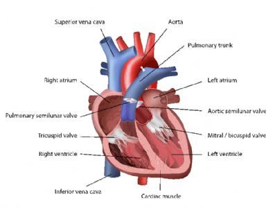 How Does Hypertrophic Cardiomyopathy Affect The Heart? - Hypertrophic ...