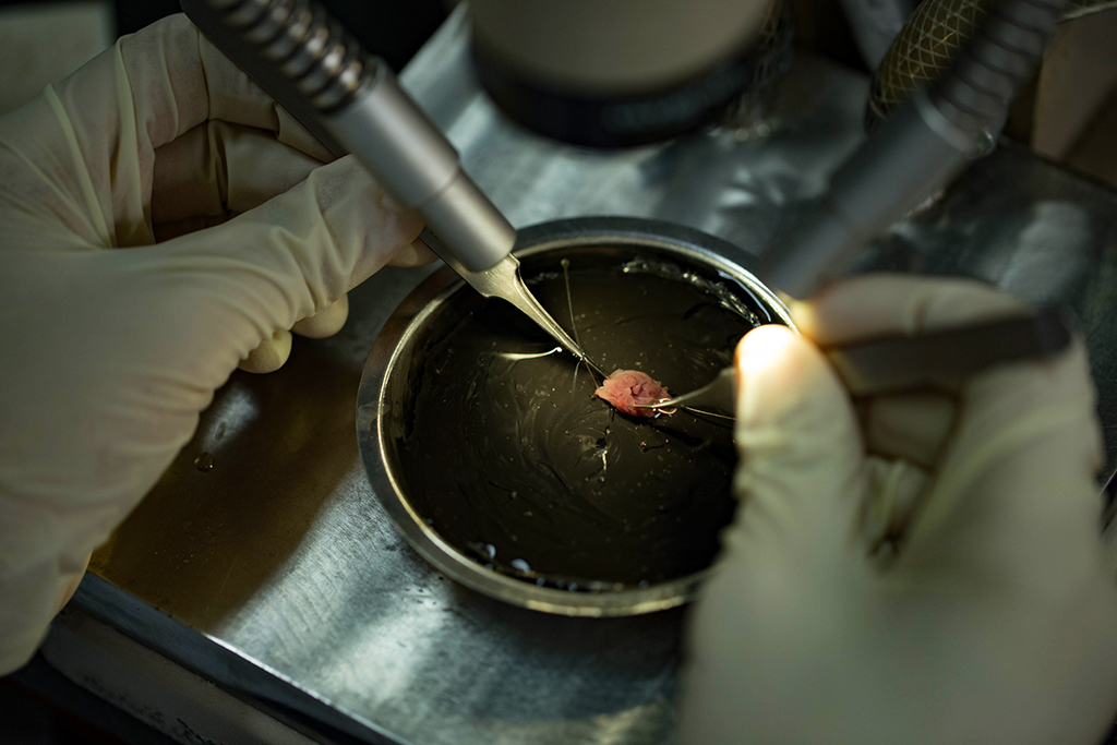 Scientists are testing the heart muscle of rats. In the practice.