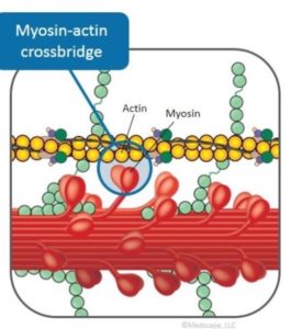 Myosin Inhibitors - Hypertrophic Cardiomyopathy Association